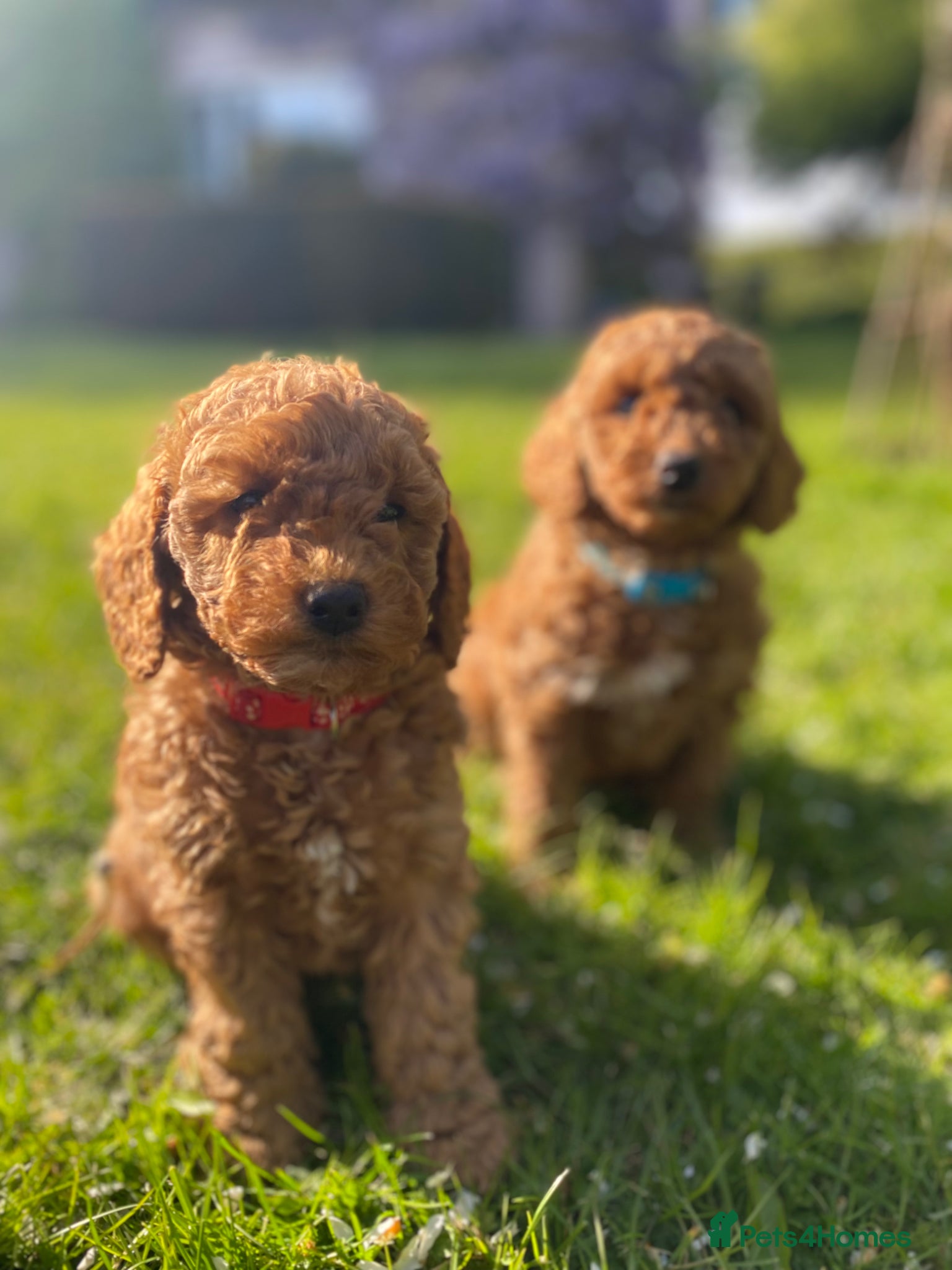 Cockapoo dogs Miniature Cockapoos Raised in Family Home  - Advert 5
