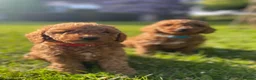 Cockapoo dogs for sale: Miniature Cockapoos Raised in Family Home  in Carnforth - Advert 1