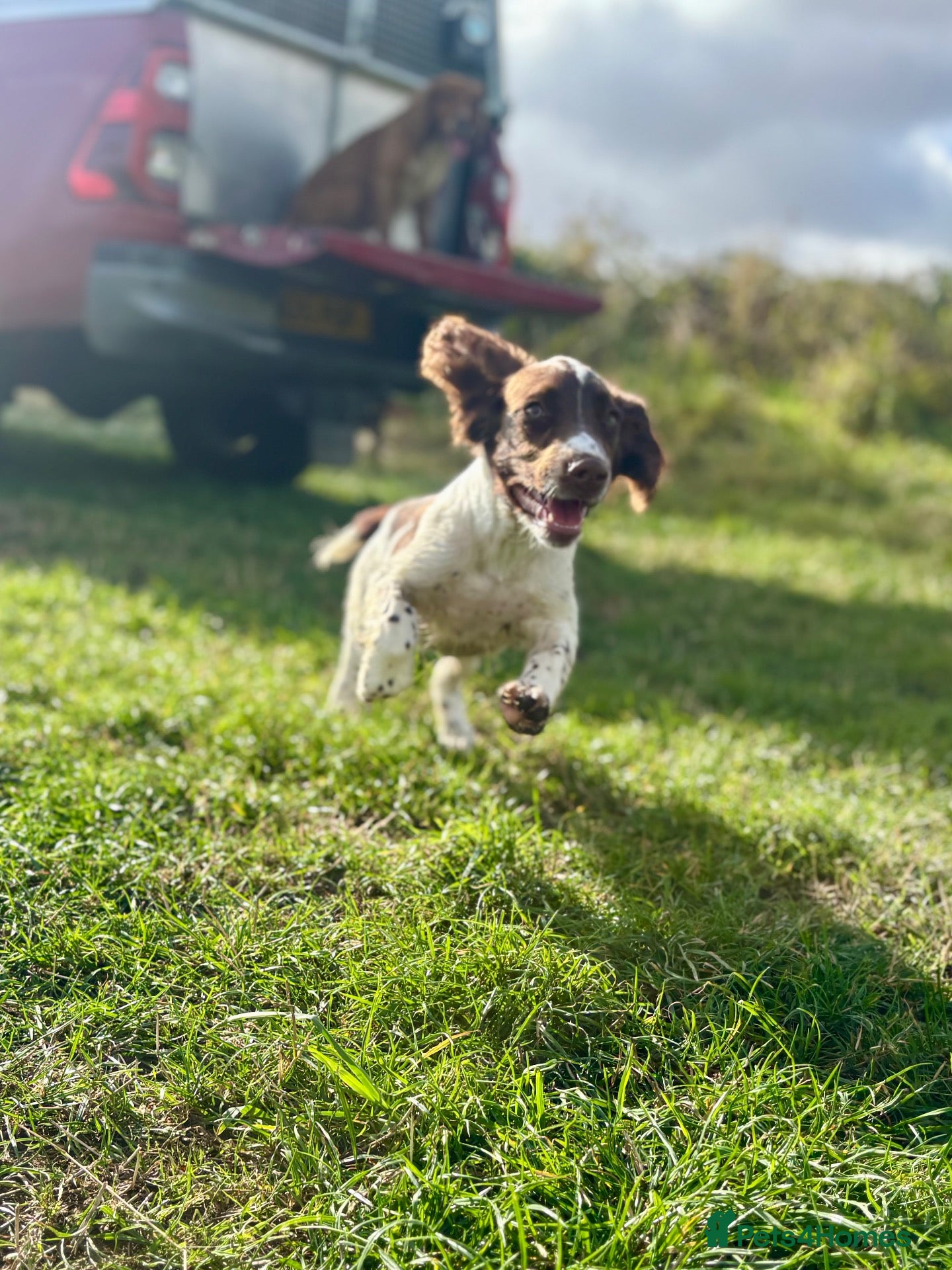 English Springer Spaniel dogs Stunning Springer Spaniel  - Advert 1