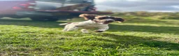 English Springer Spaniel dogs for sale: Stunning Springer Spaniel  - Advert 1
