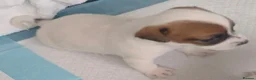 Jack Russell dogs for sale: Puppies for Sale - Advert 5
