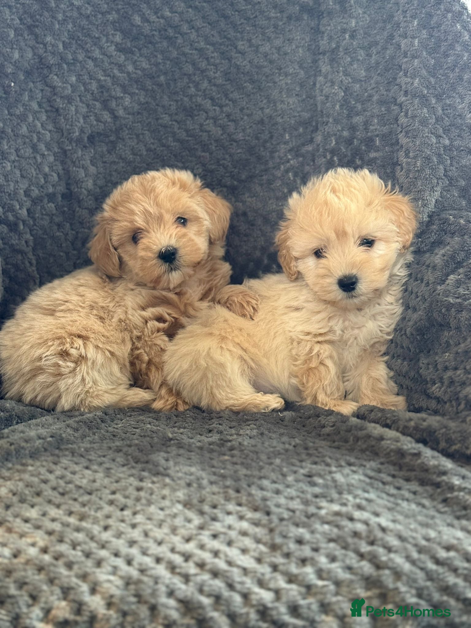 Mixed Breed dogs for sale: Cotonoodle pups ready now  - Advert 1