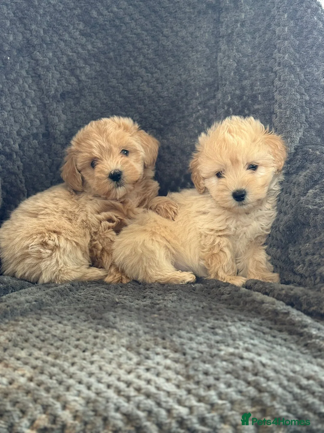 Mixed Breed dogs for sale: Cotonoodle pups ready now  - Advert 1