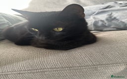 Bombay cats for sale: Bombay - Image 3