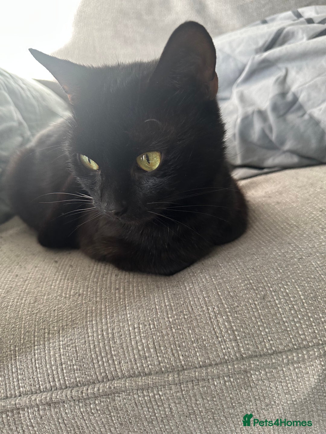 Bombay cats for sale: Bombay - Image 3