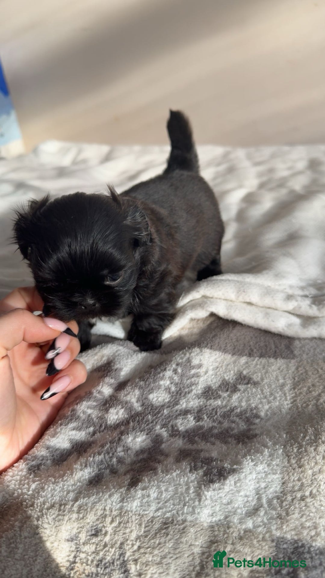 Shih Tzu dogs for sale: Tri-Colour KC Imperial Shih Tzu Puppies - Advert 9