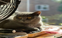 British Shorthair cats for sale: A loving and very affectionate 6 year old BSH boy - Image 3