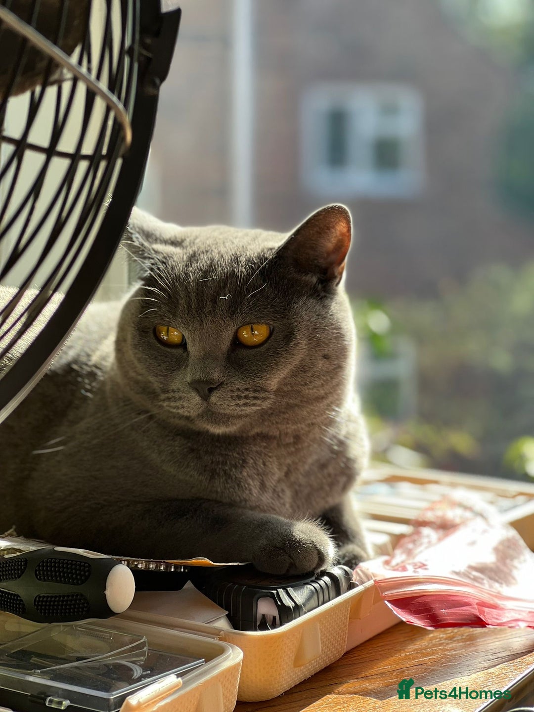 British Shorthair cats for sale: A loving and very affectionate 6 year old BSH boy - Image 3