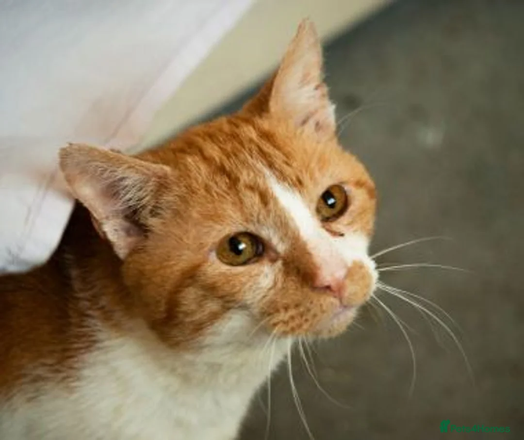 Mixed Breed cats for adoption: SANDI - Advert 2
