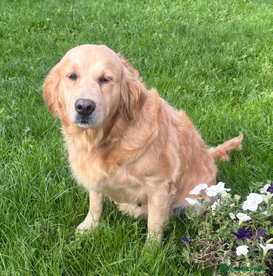 Golden Retriever dogs Beautiful 5 year old Golden Retriever Girl  - Advert 2