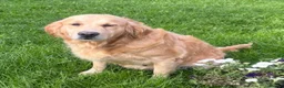 Golden Retriever dogs for sale: Beautiful 5 year old Golden Retriever Girl  - Advert 2