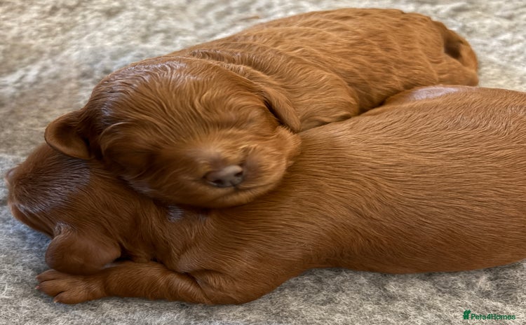 Cavapoo dogs - Advert 11