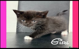 British Shorthair cats for sale: BSH KITTENS - Image 4