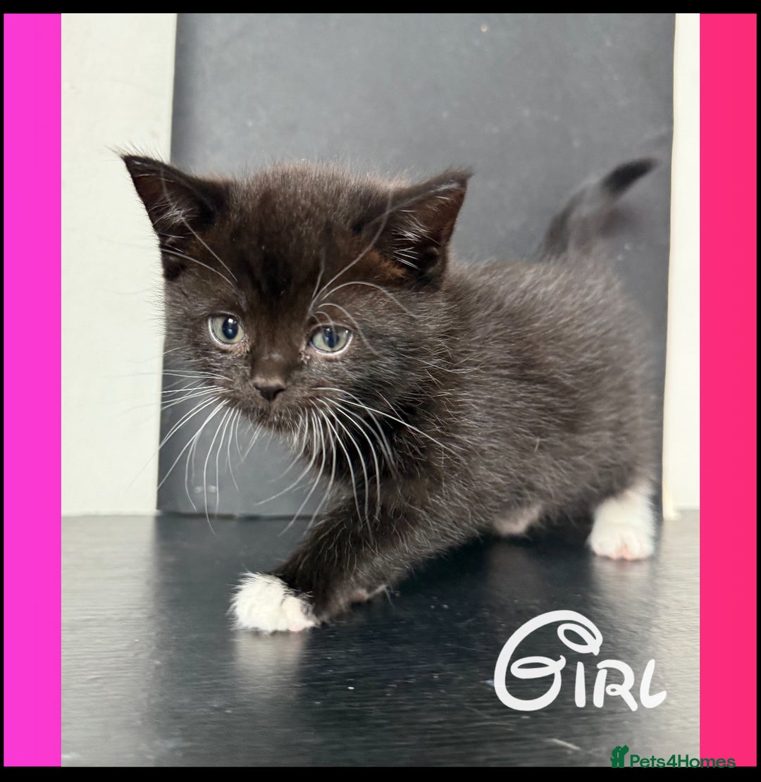 British Shorthair cats for sale: BSH KITTENS - Image 4