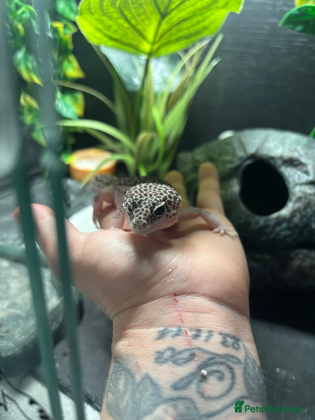 Leopard Gecko reptiles for sale: Female Supermack Snow Gecko - Advert 2