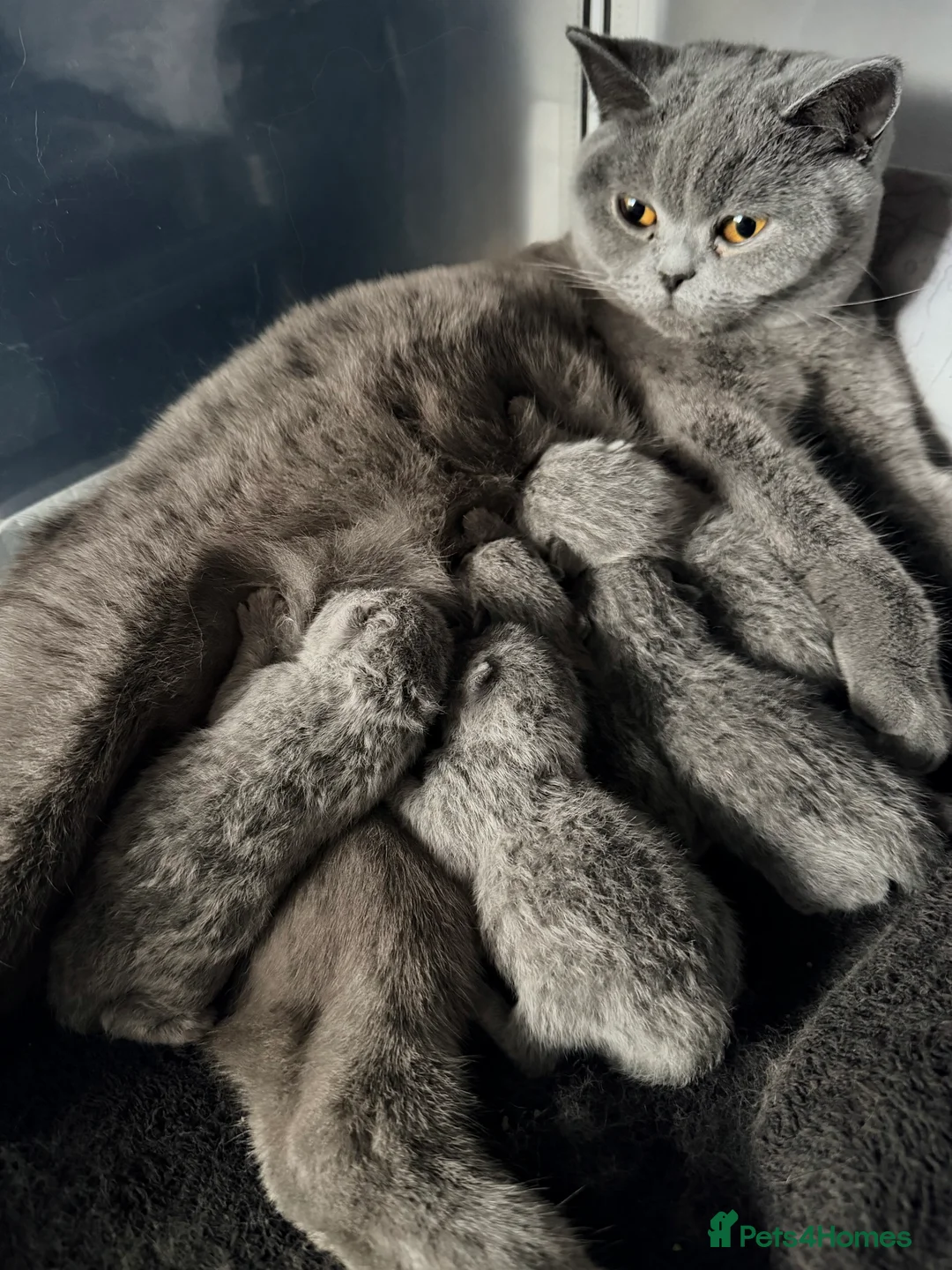 British Shorthair cats for sale: British Shorthair Kittens – Blue & Lilac Lines - Advert 8