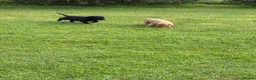 Labrador Retriever dogs for sale: Labrador puppies for sale KC registered  in Nairn - Advert 8