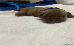 Mixed Breed dogs for sale: Dogue de bordeaux x staff puppies  - Image 17