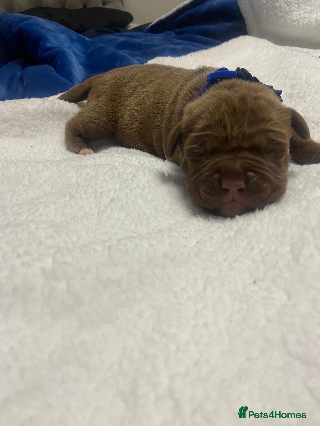 Mixed Breed dogs for sale: Dogue de bordeaux x staff puppies  - Image 17