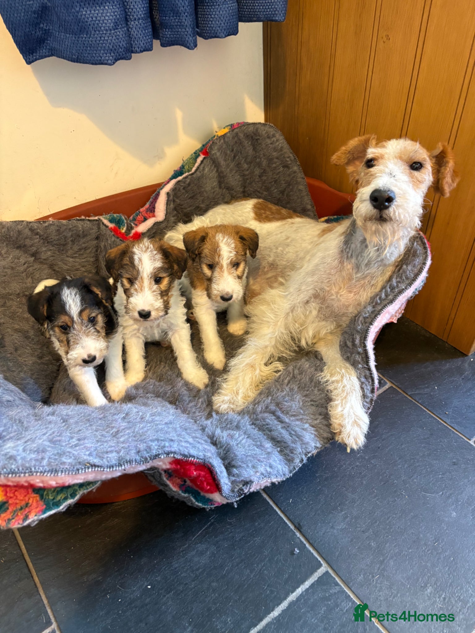 Fox Terrier dogs ⭐️ Licensed Breeder ⭐️ Wire Fox Terrier Pups - Advert 1