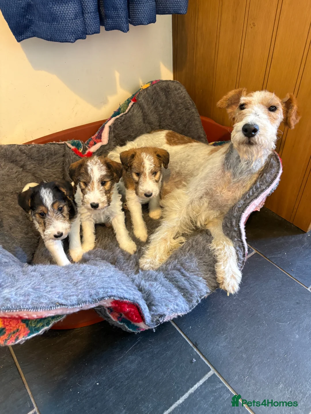 Fox Terrier dogs for sale: ⭐️ Licensed Breeder ⭐️ Wire Fox Terrier Pups - Advert 1