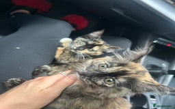 Ragdoll cats for sale: Male and female kittens 12 week old  - Image 3