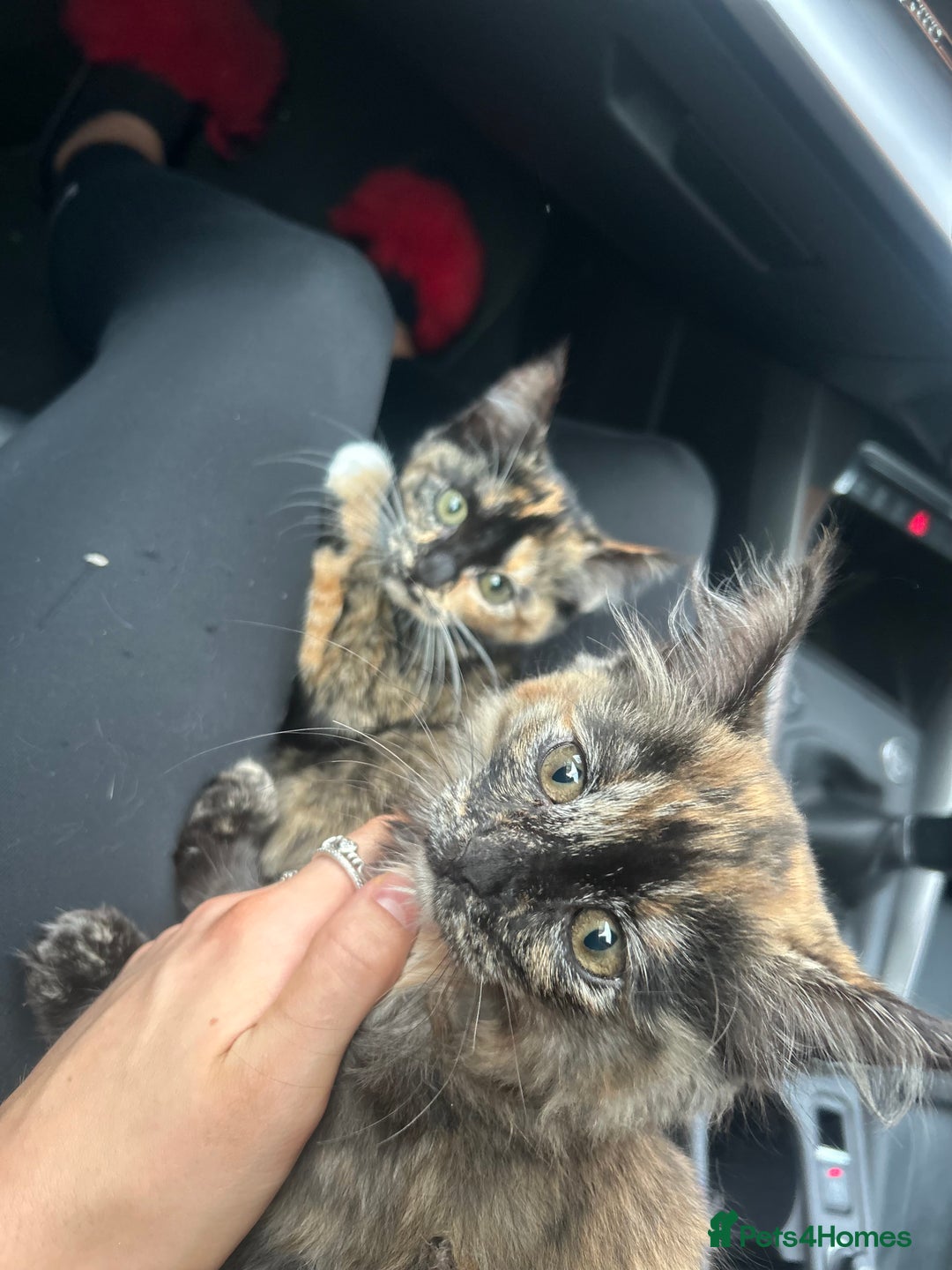 Ragdoll cats for sale: Male and female kittens 12 week old  - Image 3