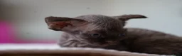 Devon Rex cats for sale: ❤️ Pure Line Devon Rex Kittens Available ❤️ - Advert 20