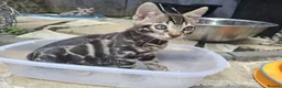 Bengal cats for sale: ❤️ Outstanding TICA Registered Bengal Kittens ❤️ - Advert 28