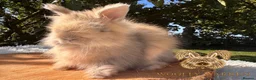 Angora rabbits for sale: Fully Vaccinated Pedigree English Angoras  - Advert 16