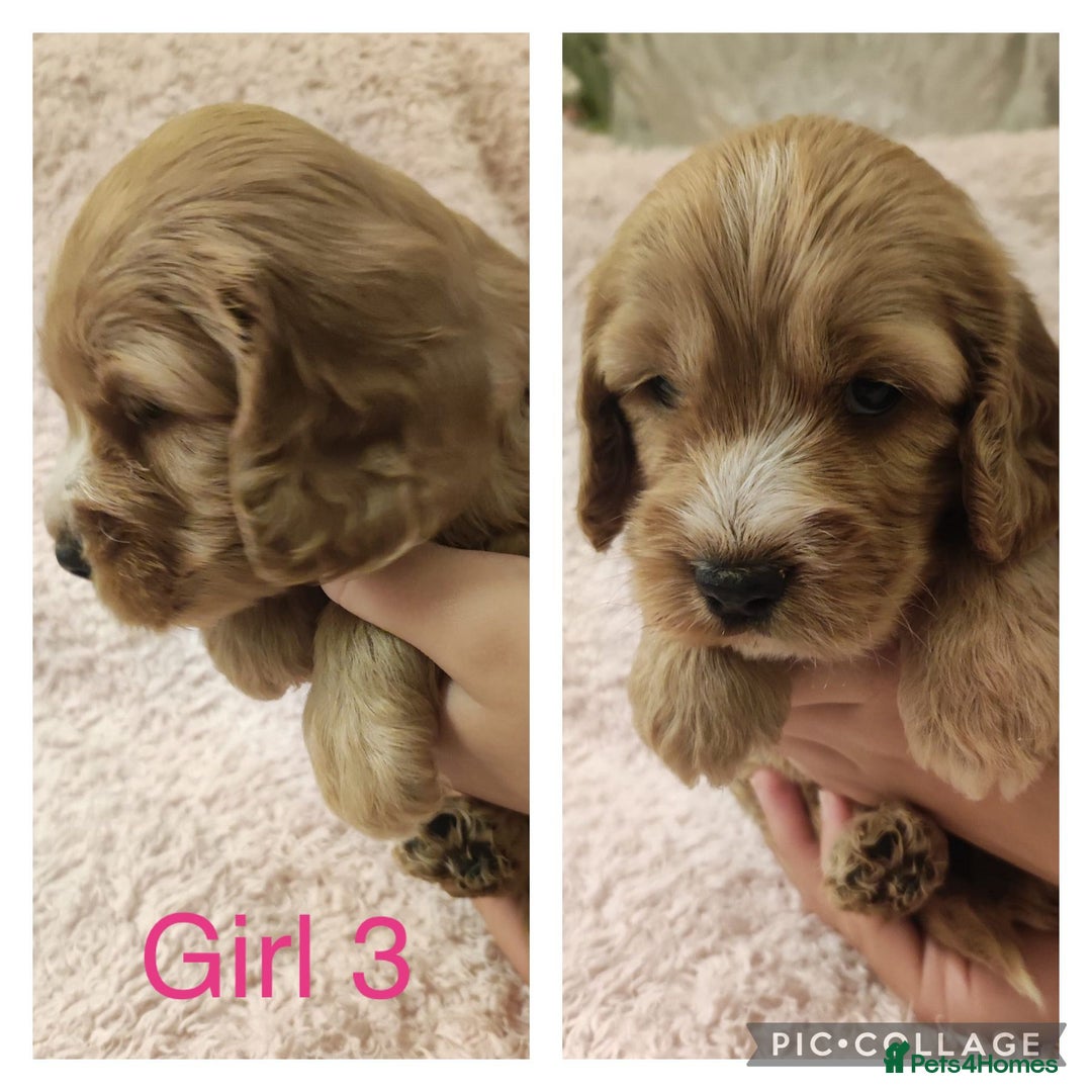 Miniature Poodle dogs for stud: Red Miniature Poodle Stud package Available  in Southampton - Advert 30