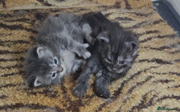Maine Coon cats for sale: Quality Maine Coon kittens TICA registered  - Image 14