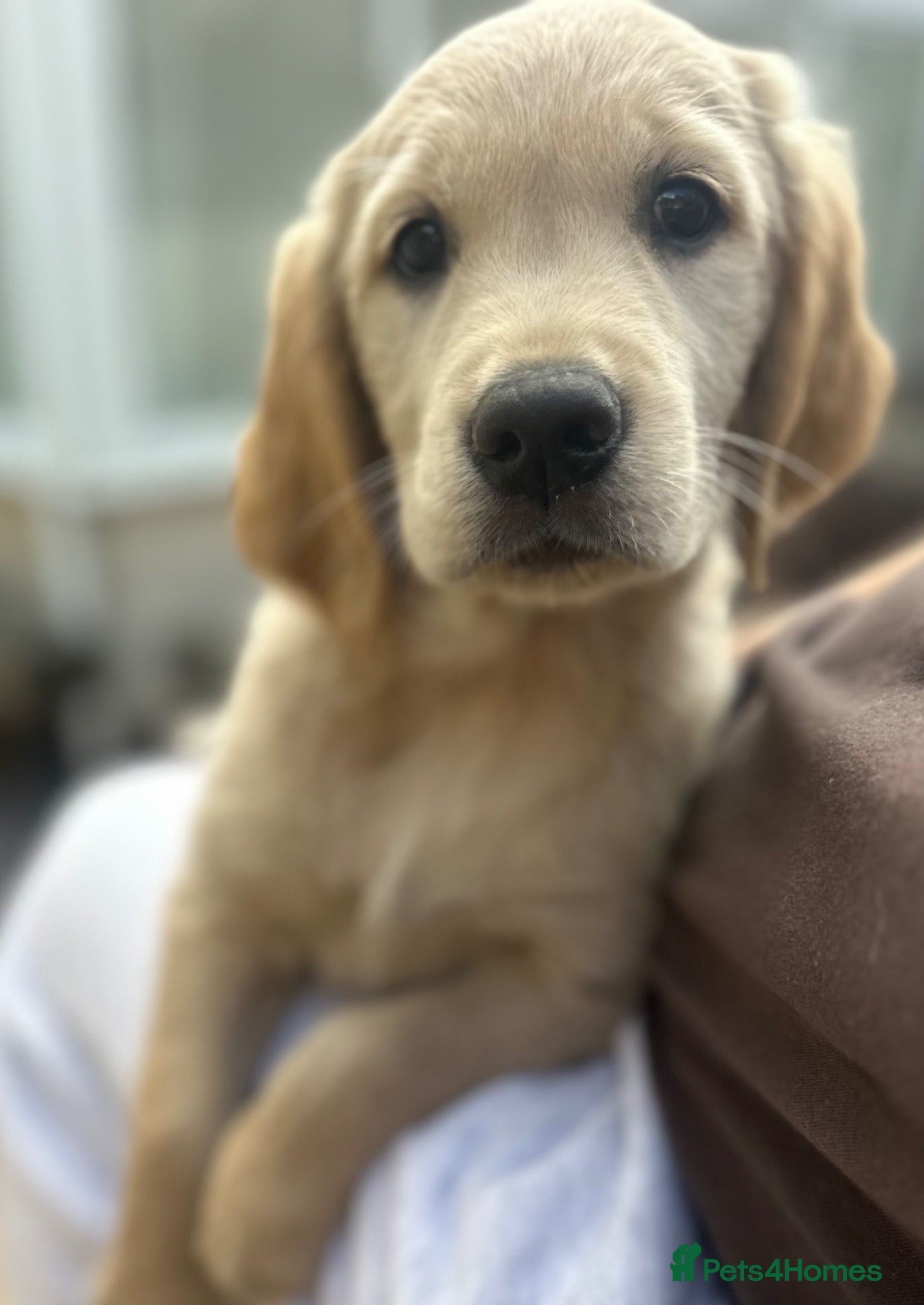 Golden Retriever dogs *LAST KC girl ready to leave NOW!* - Advert 1