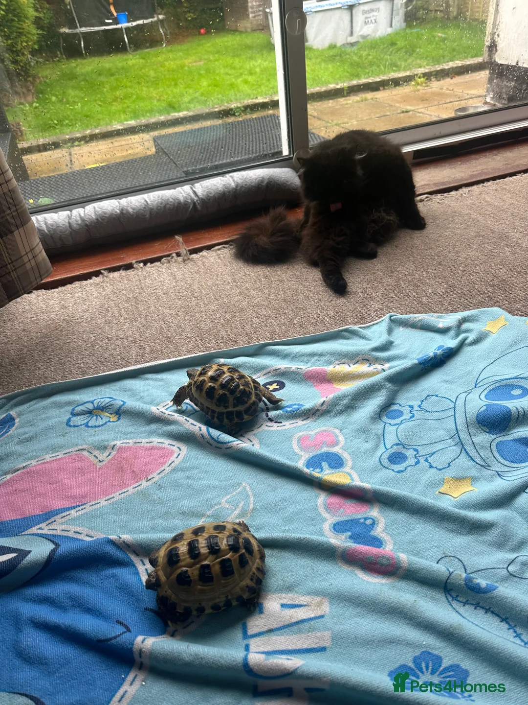 Tortoise reptiles for sale: 3 year old horsfield tortoise brothers for sale  - Advert 12