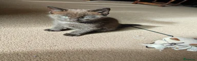 British Longhair 1