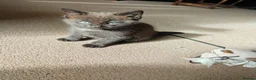 British Longhair cats for sale: Baby kittens for sale in Sheffield - Advert 4