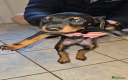 Dobermann dogs for sale: Doberman Pups - Ready now! X1 male left! - Image 11