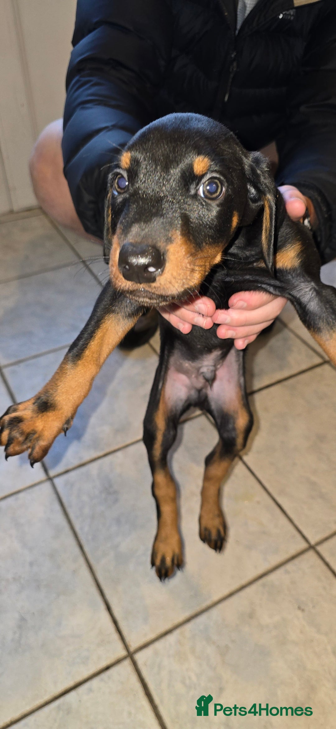 Dobermann dogs for sale: Doberman Pups - Ready now! X1 male left! - Image 11