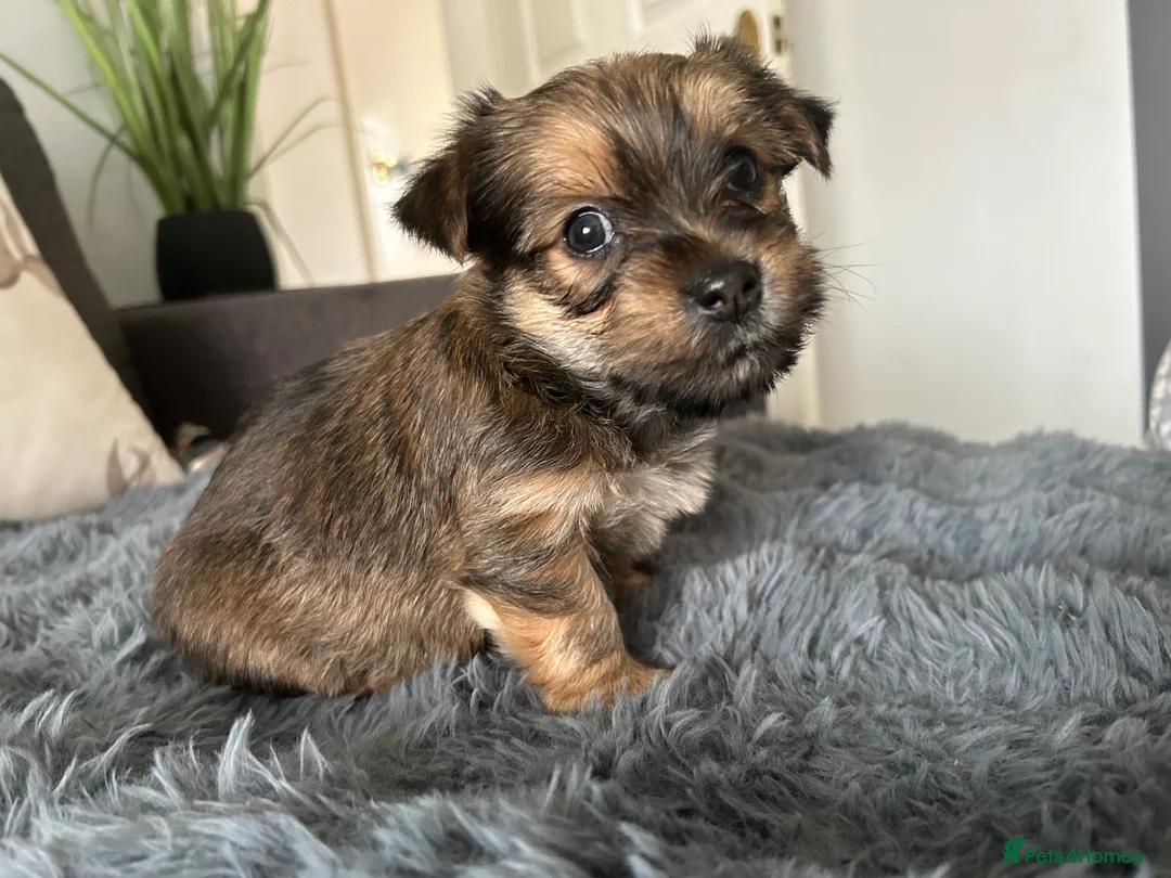 Yorkshire Terrier dogs for sale: Yorkshire terriers puppies  - Advert 2