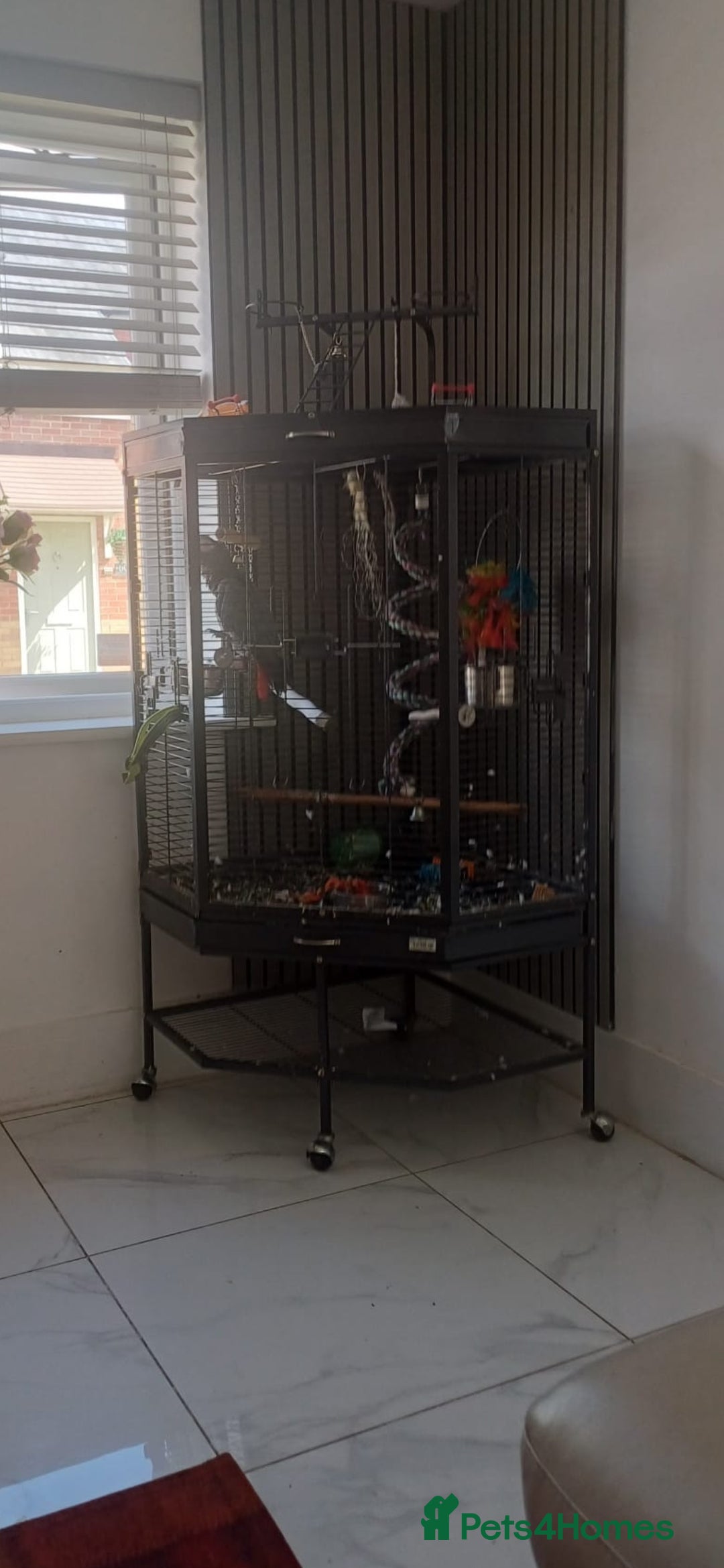 Parrots birds for sale: AFRICAN GREY PARROT - Image 2