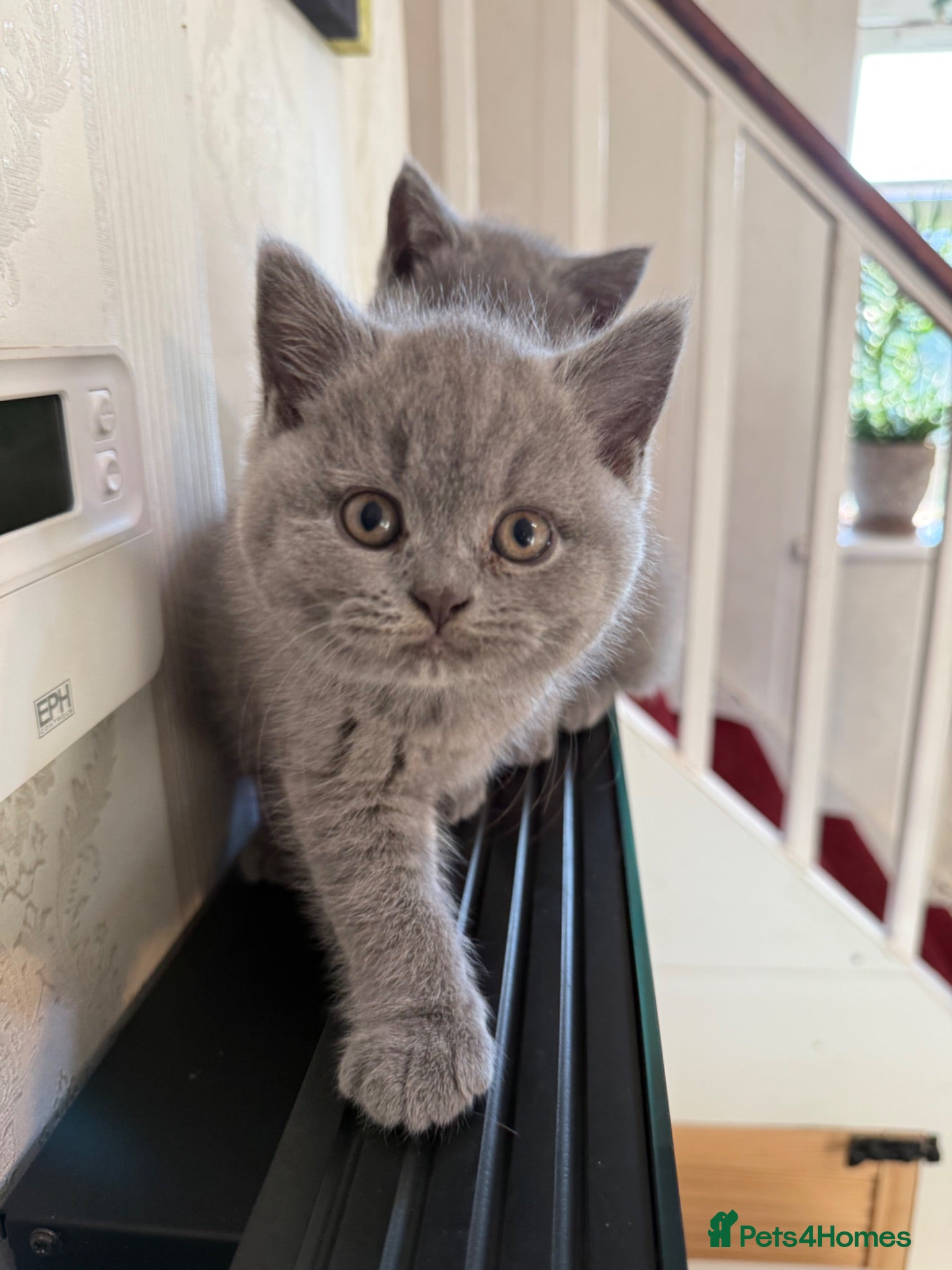 British Shorthair cats Exceptional BSH kittens  - Advert 2