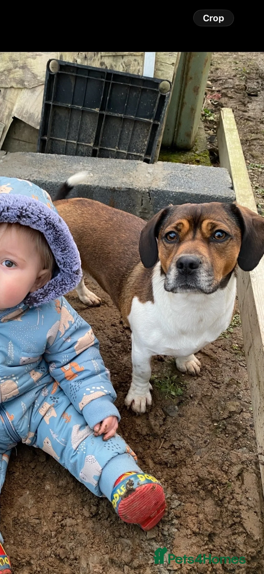 Mixed Breed dogs for sale: Beautiful Dachshund Cross Puppies in Carmarthen - Advert 7