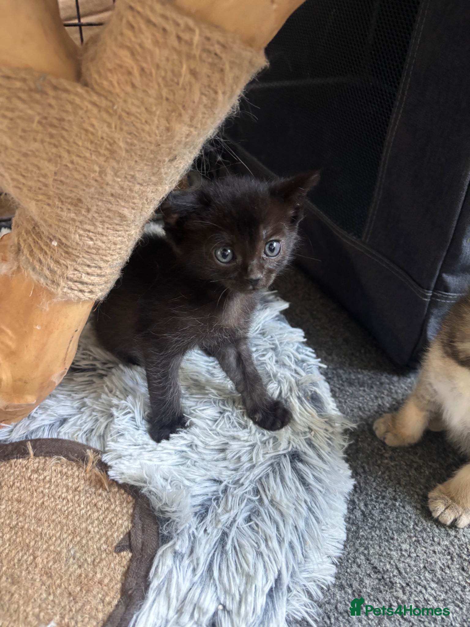 Mixed Breed cats for sale: Male kittens - Advert 17