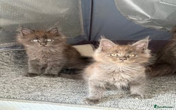 Maine Coon cats for sale: Beautiful TICA registered Maine coon kittens - Image 3