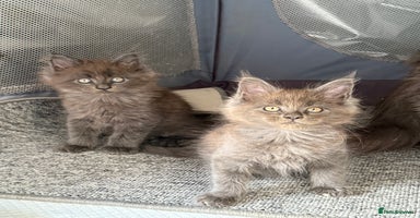 Maine Coon cats - Advert 7