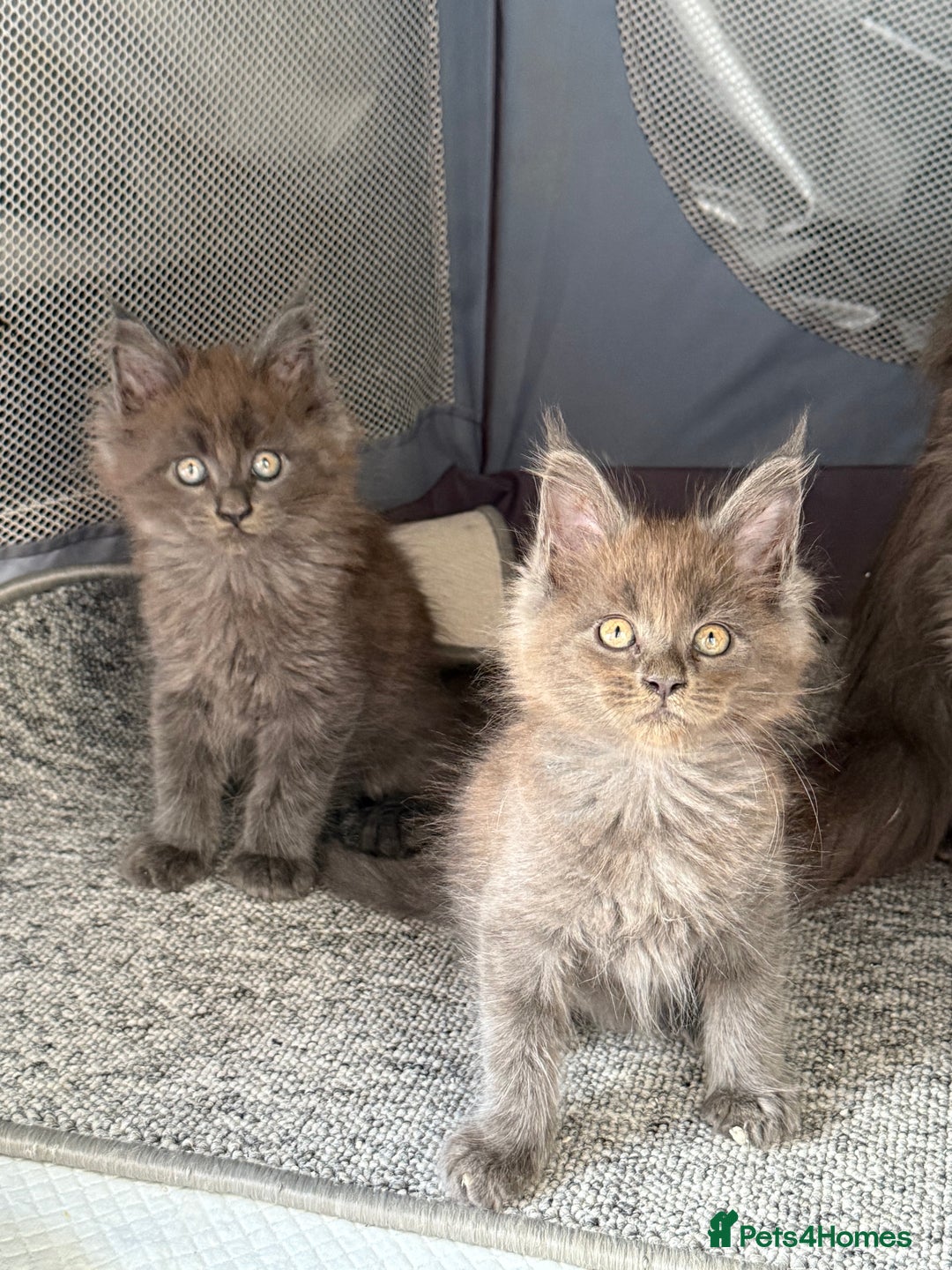 Maine Coon cats for sale: Beautiful TICA registered Maine coon kittens - Image 3