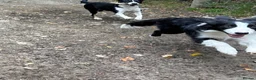 Border Collie dogs for sale: Border Collie Pup - Scott - Advert 8