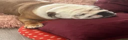 English Bulldog dogs for sale: british bulldog 4 year old female  - Advert 3