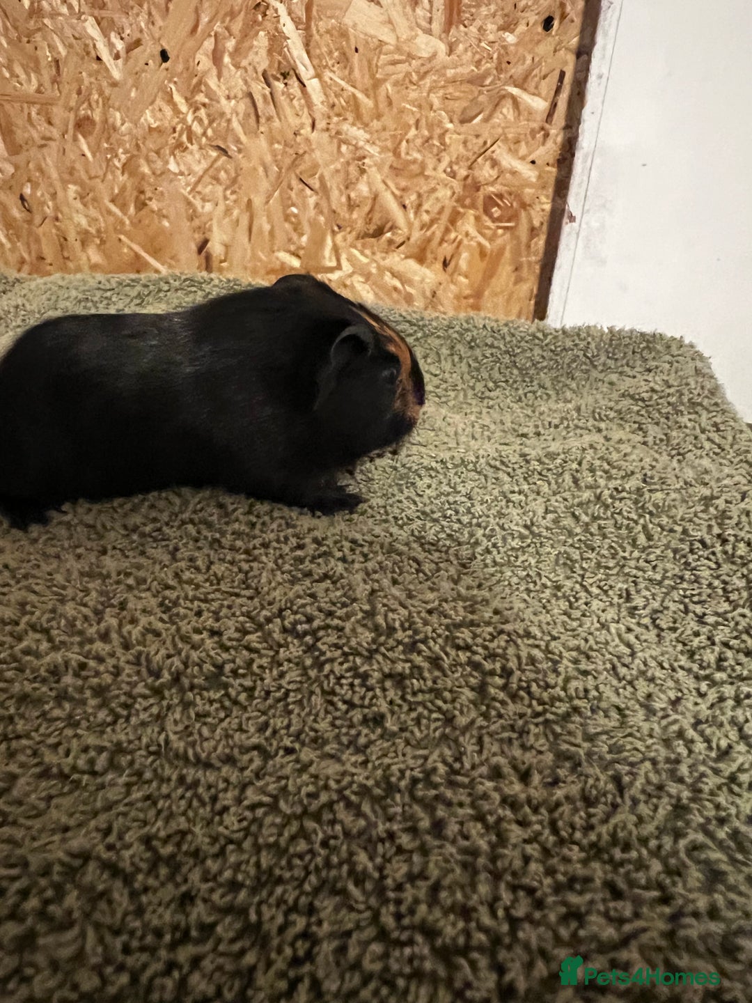 Guinea Pig rodents for sale: Baby guinea pigs  - Advert 9