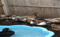 Ducks poultry for sale: Flock seeking new pasture - Image 3